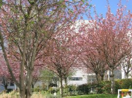 Jardin de la résidence au printemps