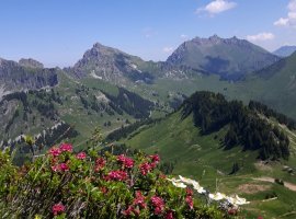Les alpages au dessus de la maison (8 km)