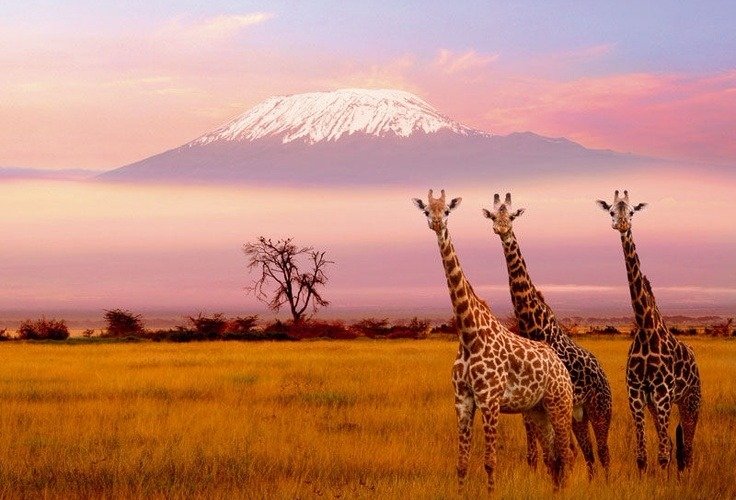 Africa
